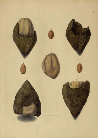 Reproducción/Reproduction 6077486082: A pictorial atlas of fossil remains London :H.G. Bohn,1850