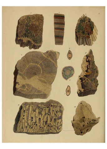 Reproducción/Reproduction 6077486268: A pictorial atlas of fossil remains London :H.G. Bohn,1850