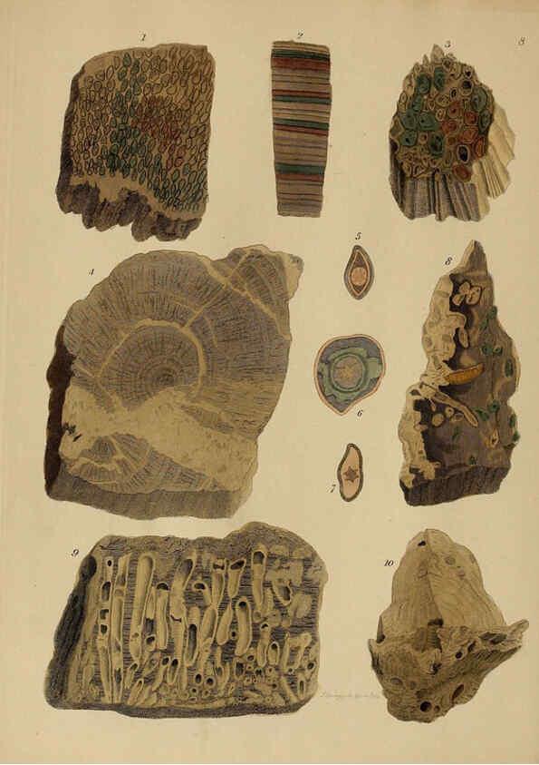 Reproducción/Reproduction 6077486268: A pictorial atlas of fossil remains London :H.G. Bohn,1850