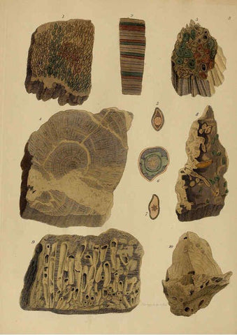 Reproducción/Reproduction 6077486268: A pictorial atlas of fossil remains London :H.G. Bohn,1850