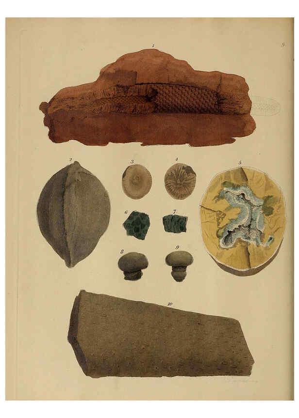 Reproducción/Reproduction 6076948529: A pictorial atlas of fossil remains London :H.G. Bohn,1850