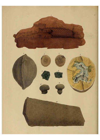 Reproducción/Reproduction 6076948529: A pictorial atlas of fossil remains London :H.G. Bohn,1850