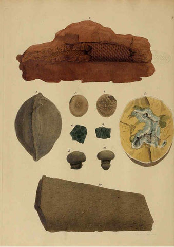 Reproducción/Reproduction 6076948529: A pictorial atlas of fossil remains London :H.G. Bohn,1850