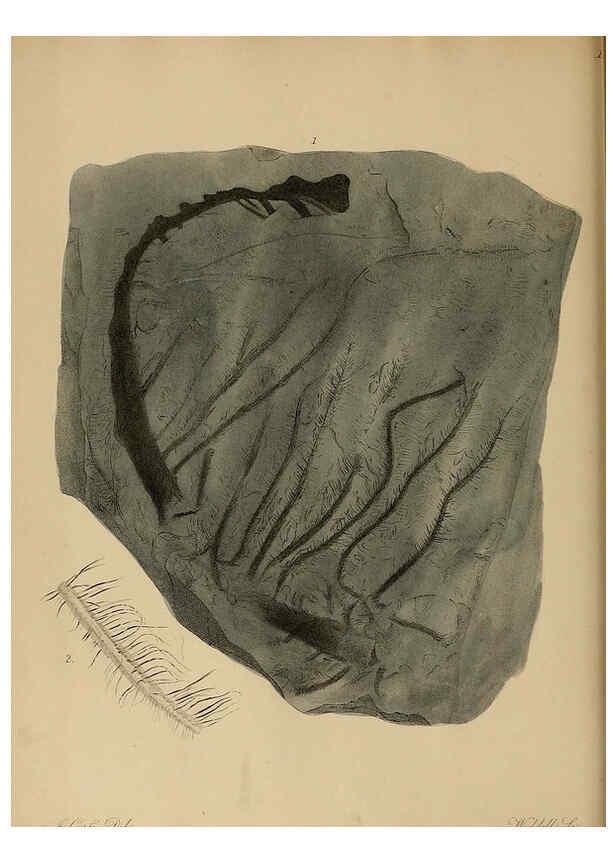 Reproducción/Reproduction 6076948835: A pictorial atlas of fossil remains London :H.G. Bohn,1850