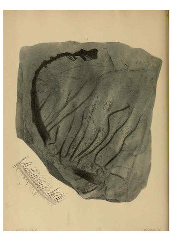 Reproducción/Reproduction 6076948835: A pictorial atlas of fossil remains London :H.G. Bohn,1850