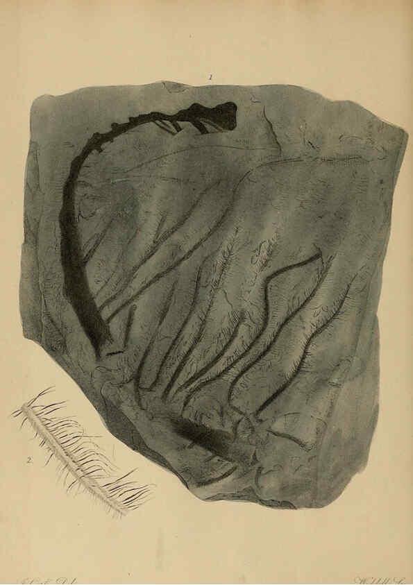 Reproducción/Reproduction 6076948835: A pictorial atlas of fossil remains London :H.G. Bohn,1850