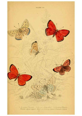 Reproducción/Reproduction 6077220752: The natural history of British butterflies Dublin :S. Highley ;1840