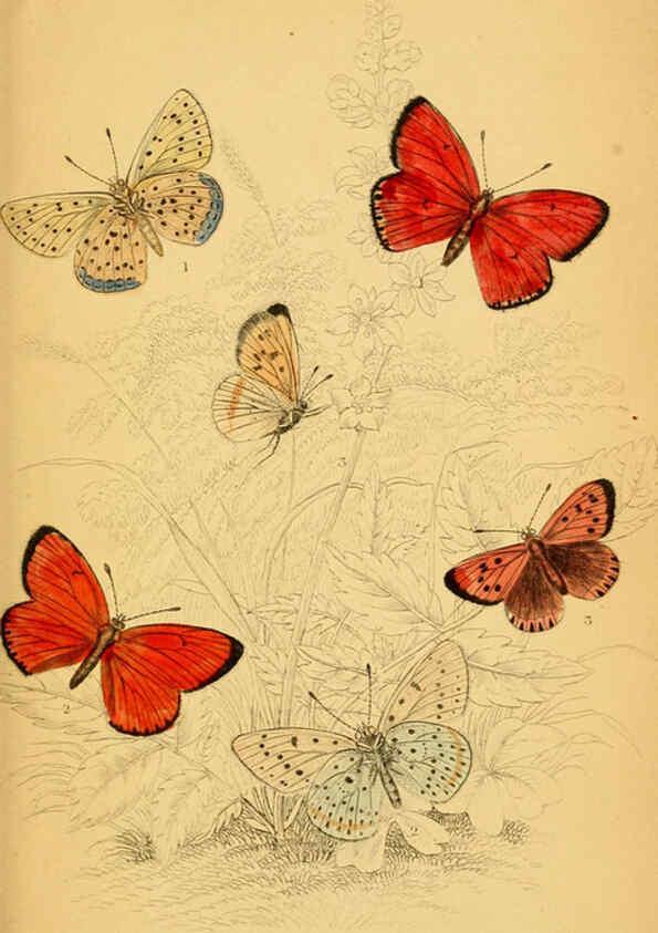 Reproducción/Reproduction 6077220752: The natural history of British butterflies Dublin :S. Highley ;1840