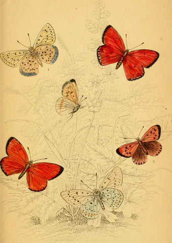 Reproducción/Reproduction 6077220752: The natural history of British butterflies Dublin :S. Highley ;1840