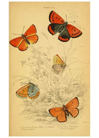 Reproducción/Reproduction 6076682195: The natural history of British butterflies Dublin :S. Highley ;1840