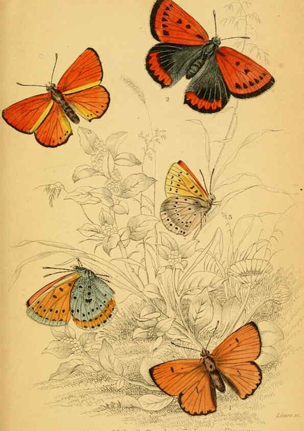 Reproducción/Reproduction 6076682195: The natural history of British butterflies Dublin :S. Highley ;1840