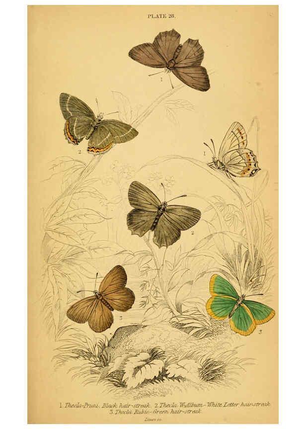 Reproducción/Reproduction 6076681861: The natural history of British butterflies Dublin :S. Highley ;1840