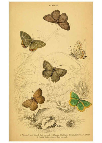 Reproducción/Reproduction 6076681861: The natural history of British butterflies Dublin :S. Highley ;1840
