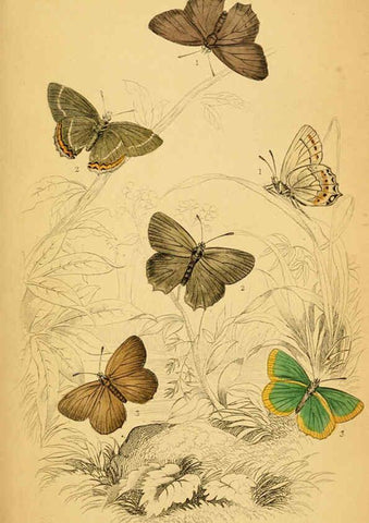 Reproducción/Reproduction 6076681861: The natural history of British butterflies Dublin :S. Highley ;1840