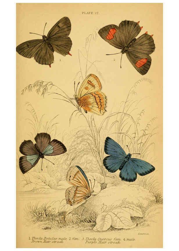 Reproducción/Reproduction 6076681649: The natural history of British butterflies Dublin :S. Highley ;1840