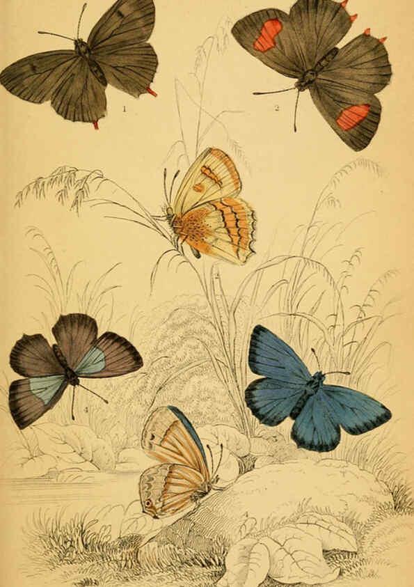 Reproducción/Reproduction 6076681649: The natural history of British butterflies Dublin :S. Highley ;1840