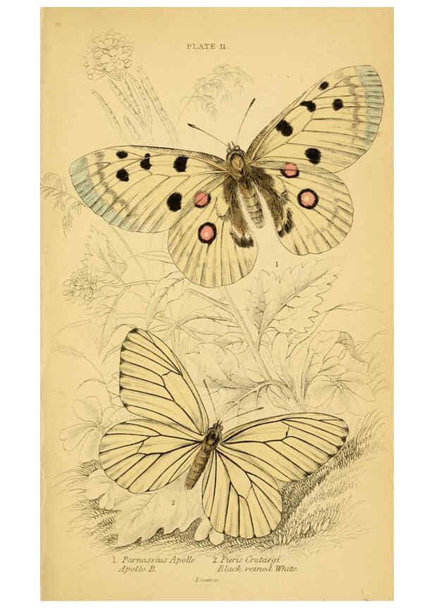 Reproducción/Reproduction 6077215500: The natural history of British butterflies Dublin :S. Highley ;1840