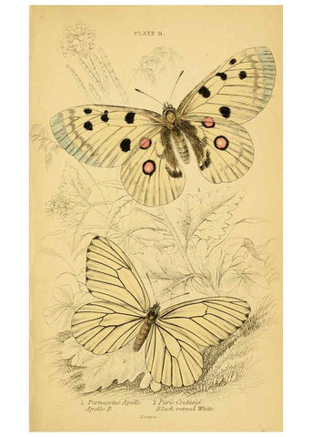 Reproducción/Reproduction 6077215500: The natural history of British butterflies Dublin :S. Highley ;1840