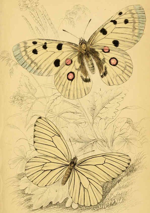 Reproducción/Reproduction 6077215500: The natural history of British butterflies Dublin :S. Highley ;1840