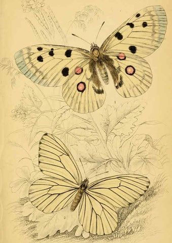 Reproducción/Reproduction 6077215500: The natural history of British butterflies Dublin :S. Highley ;1840