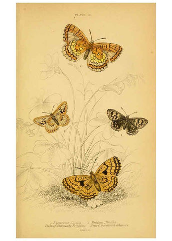 Reproducción/Reproduction 6076677219: The natural history of British butterflies Dublin :S. Highley ;1840