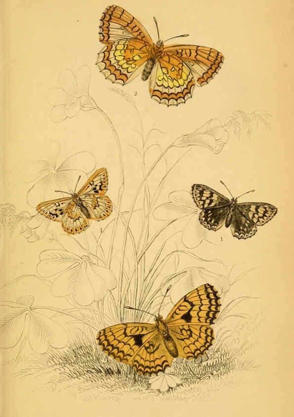 Reproducción/Reproduction 6076677219: The natural history of British butterflies Dublin :S. Highley ;1840