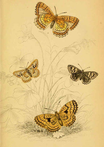 Reproducción/Reproduction 6076677219: The natural history of British butterflies Dublin :S. Highley ;1840