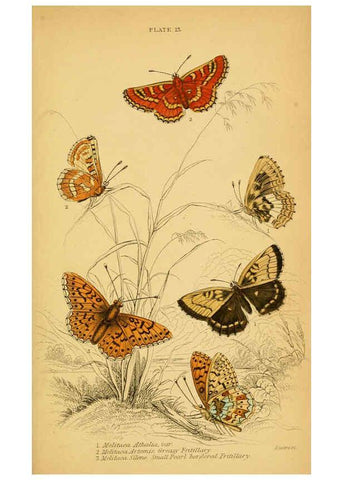 Reproducción/Reproduction 6077216088: The natural history of British butterflies Dublin :S. Highley ;1840