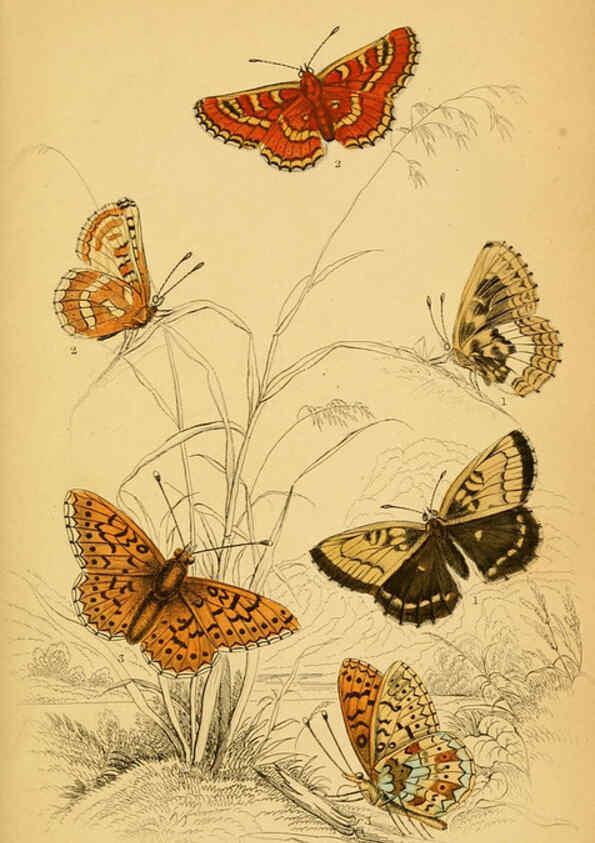 Reproducción/Reproduction 6077216088: The natural history of British butterflies Dublin :S. Highley ;1840