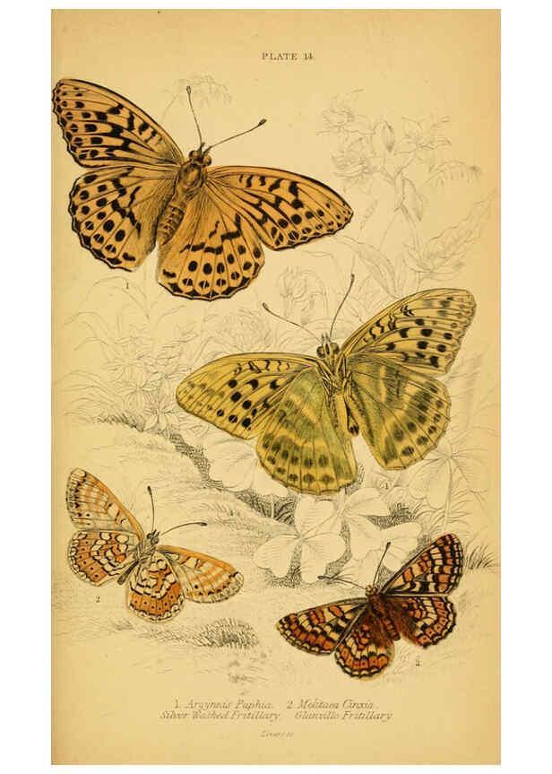 Reproducción/Reproduction 6077216306: The natural history of British butterflies Dublin :S. Highley ;1840