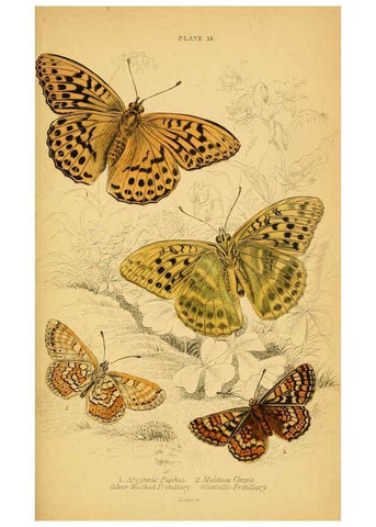 Reproducción/Reproduction 6077216306: The natural history of British butterflies Dublin :S. Highley ;1840