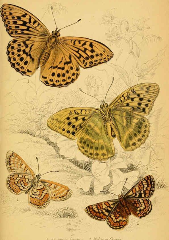 Reproducción/Reproduction 6077216306: The natural history of British butterflies Dublin :S. Highley ;1840