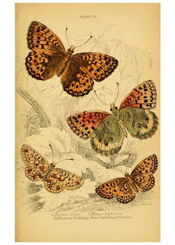 Reproducción/Reproduction 6076678079: The natural history of British butterflies Dublin :S. Highley ;1840
