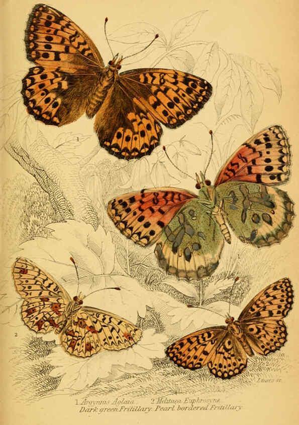 Reproducción/Reproduction 6076678079: The natural history of British butterflies Dublin :S. Highley ;1840