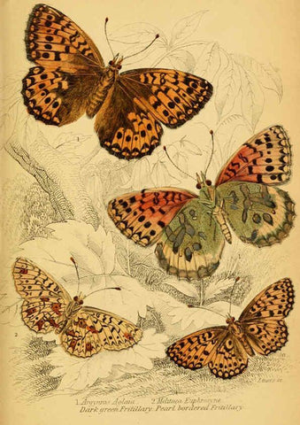 Reproducción/Reproduction 6076678079: The natural history of British butterflies Dublin :S. Highley ;1840