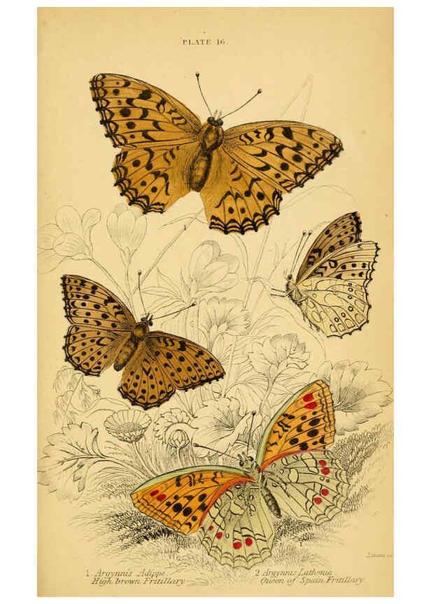 Reproducción/Reproduction 6076678343: The natural history of British butterflies Dublin :S. Highley ;1840