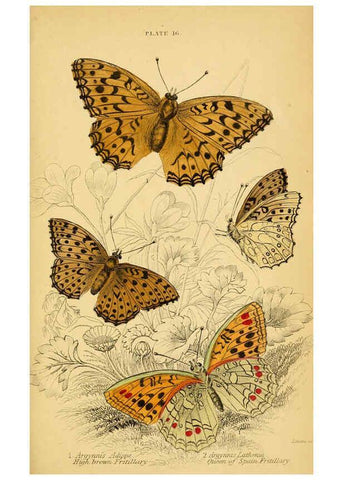 Reproducción/Reproduction 6076678343: The natural history of British butterflies Dublin :S. Highley ;1840