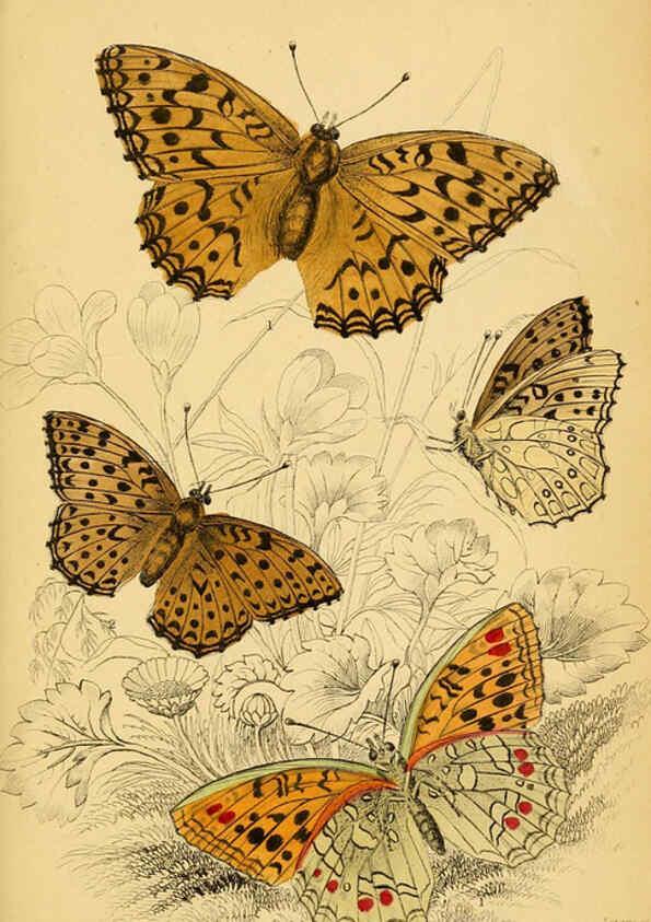 Reproducción/Reproduction 6076678343: The natural history of British butterflies Dublin :S. Highley ;1840