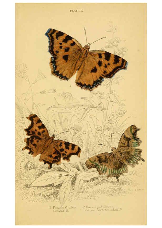 Reproducción/Reproduction 6077217100: The natural history of British butterflies Dublin :S. Highley ;1840