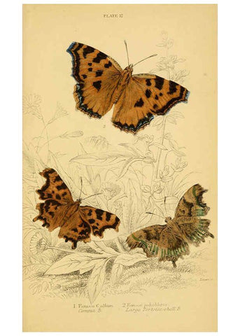 Reproducción/Reproduction 6077217100: The natural history of British butterflies Dublin :S. Highley ;1840