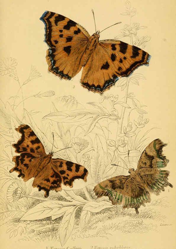 Reproducción/Reproduction 6077217100: The natural history of British butterflies Dublin :S. Highley ;1840