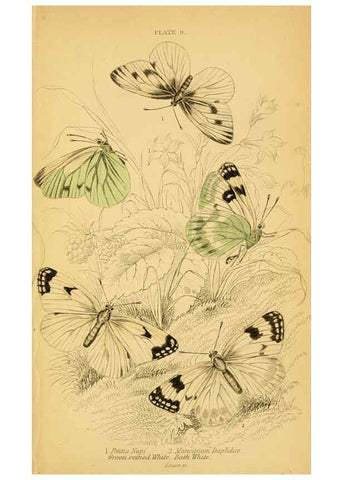 Reproducción/Reproduction 6077214928: The natural history of British butterflies Dublin :S. Highley ;1840