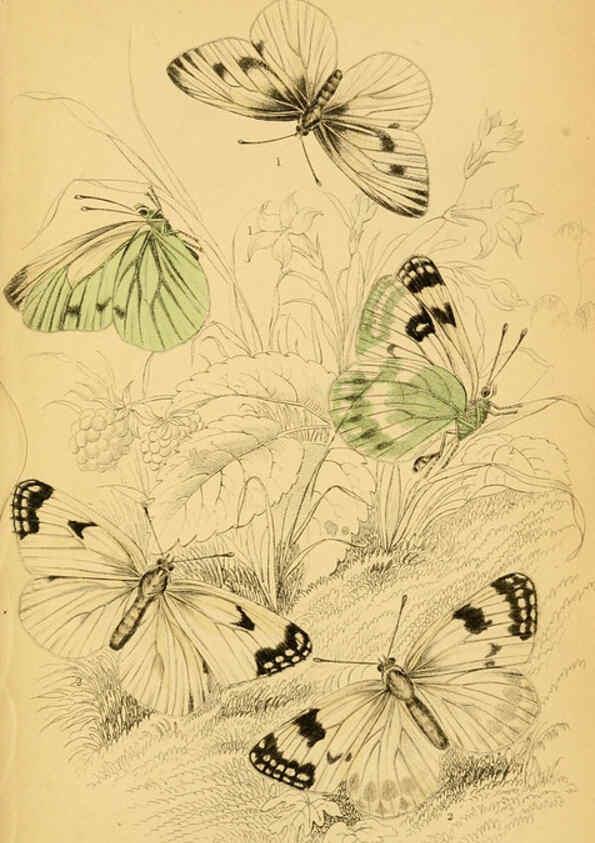 Reproducción/Reproduction 6077214928: The natural history of British butterflies Dublin :S. Highley ;1840
