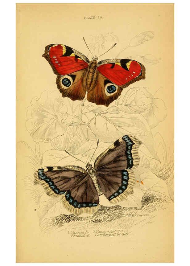 Reproducción/Reproduction 6076678883: The natural history of British butterflies Dublin :S. Highley ;1840