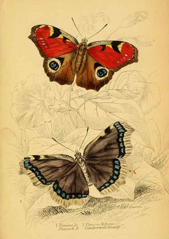Reproducción/Reproduction 6076678883: The natural history of British butterflies Dublin :S. Highley ;1840
