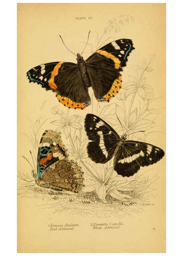 Reproducción/Reproduction 6077217868: The natural history of British butterflies Dublin :S. Highley ;1840