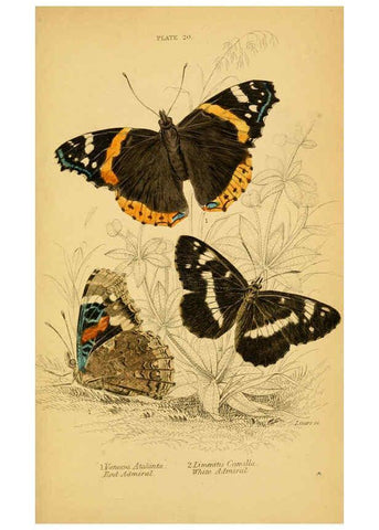 Reproducción/Reproduction 6077217868: The natural history of British butterflies Dublin :S. Highley ;1840