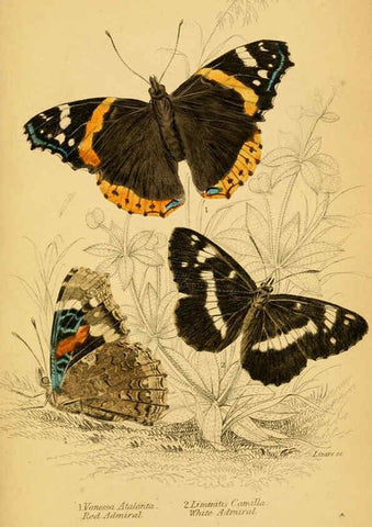 Reproducción/Reproduction 6077217868: The natural history of British butterflies Dublin :S. Highley ;1840