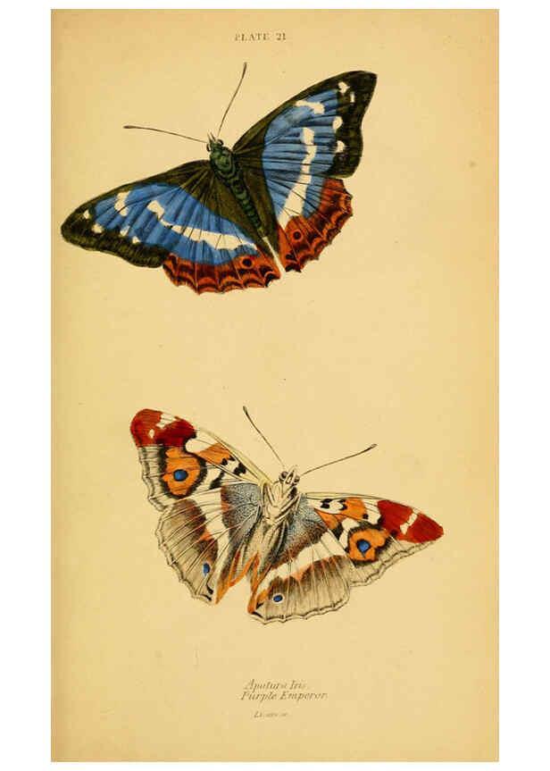 Reproducción/Reproduction 6076679749: The natural history of British butterflies Dublin :S. Highley ;1840