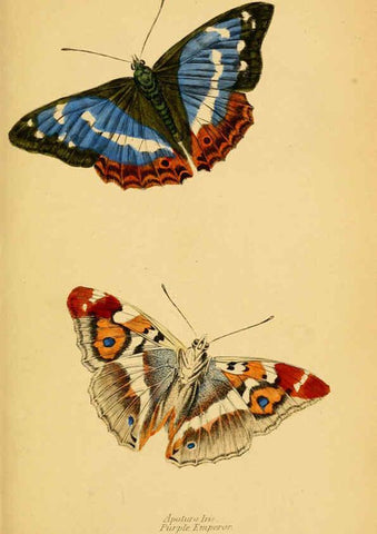 Reproducción/Reproduction 6076679749: The natural history of British butterflies Dublin :S. Highley ;1840